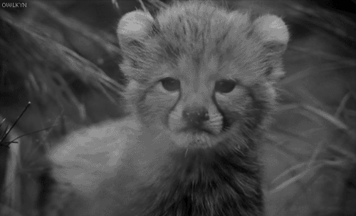 los animales mas bonitos + gif - Taringa!