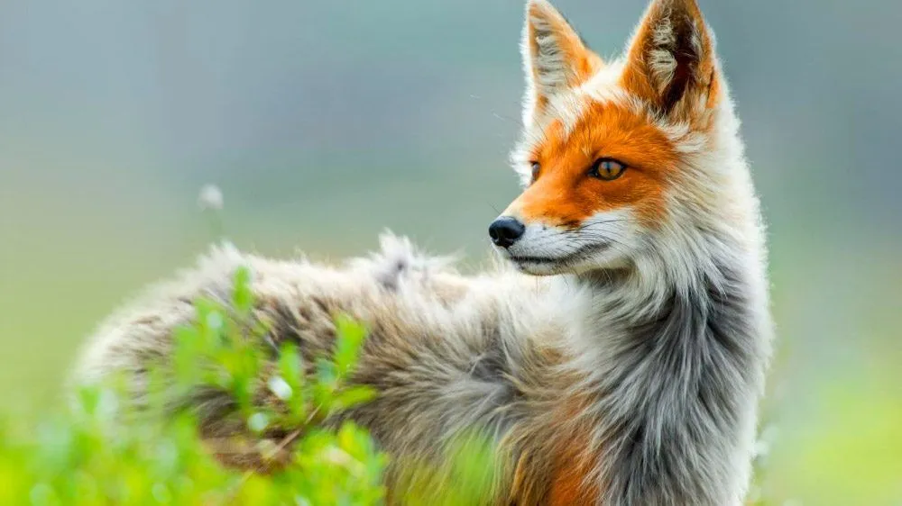 Los animales más bonitos del mundo