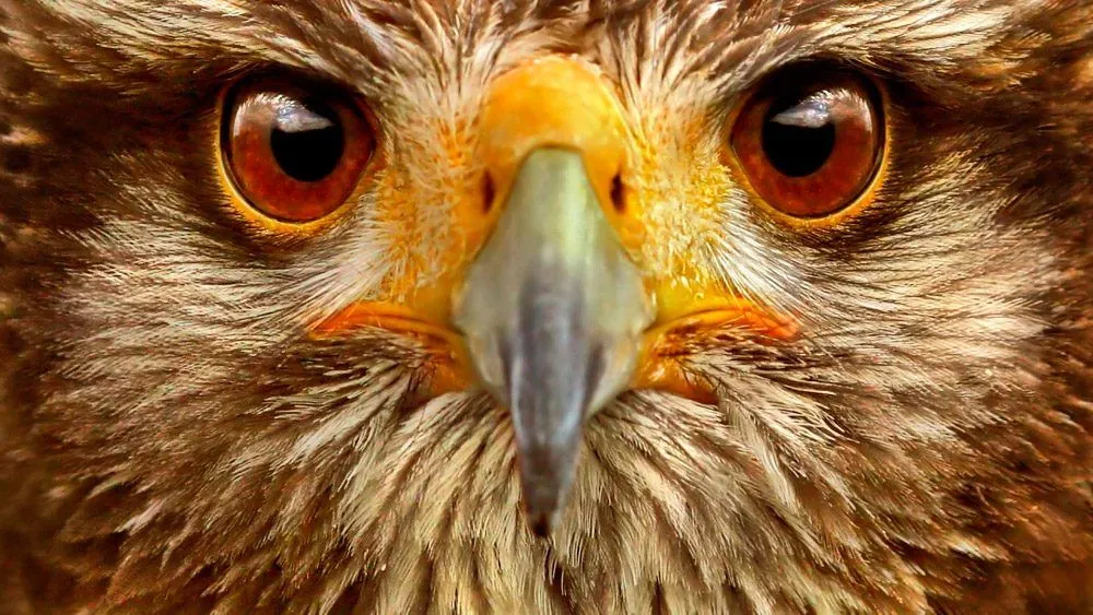 Los animales más bonitos del mundo