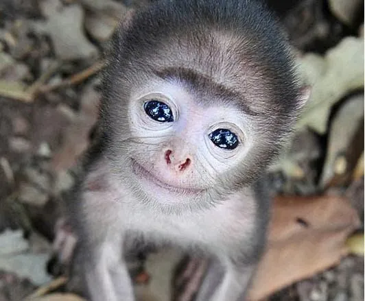 Animales mas bonitos del mundo - Imagui