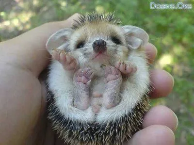  preciosuras crecen y aunque son uno de los animales mas hermosos del ...
