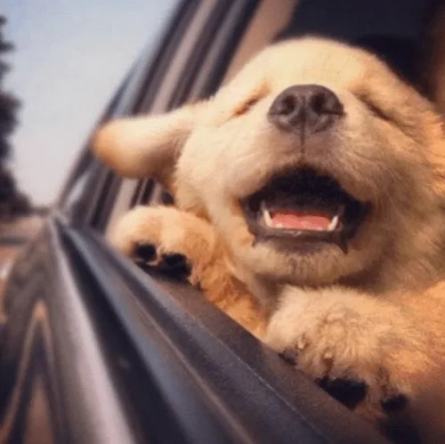 Animales Bonitos (@NationalAnimal) | Twitter