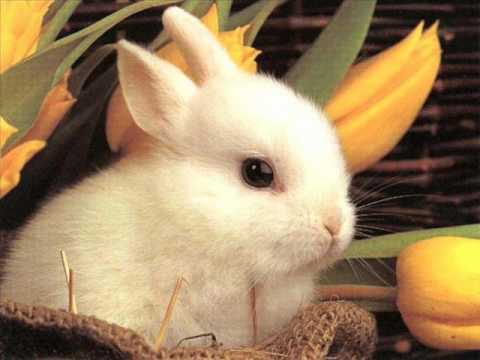 Los animales mas bonitos - YouTube