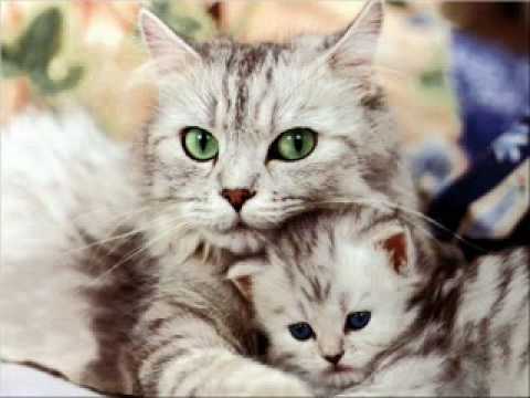 Animales bonitos - YouTube