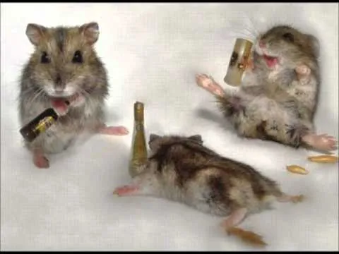 animales borrachos ((1)) - YouTube