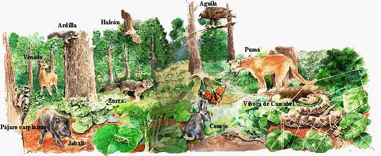 Animales que viven en la selva - Imagui