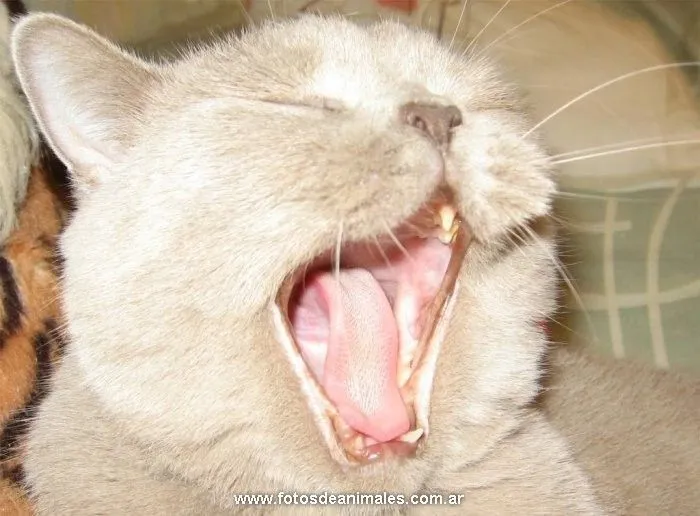 animales-bostezando_17.jpg