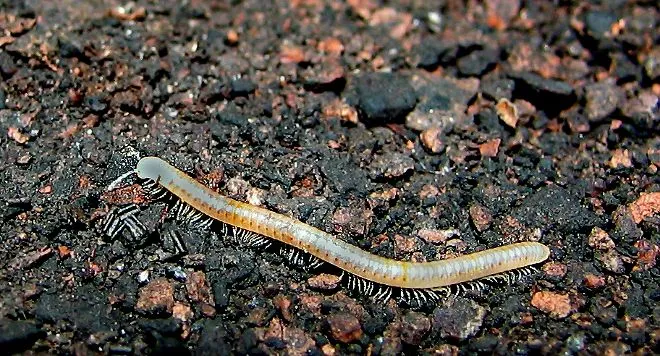 Animales que buscan refugio bajo tierra ante el calentamiento global