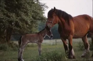 animales caballo caballos | Descargar Fotos gratis