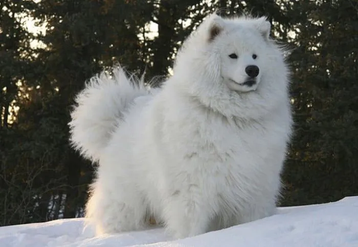 Animales que tienen el cabello super cuidado Animales que tienen el cabello super cuidado