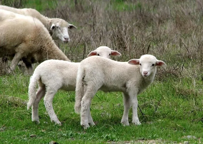 Animales del campo - SÉ QUE EL ANIMAL ES MENOS QUE EL HOMBRE EN SU ...