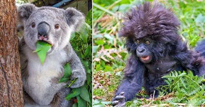 Animales que tienen cara de que quedaron sorprendidos