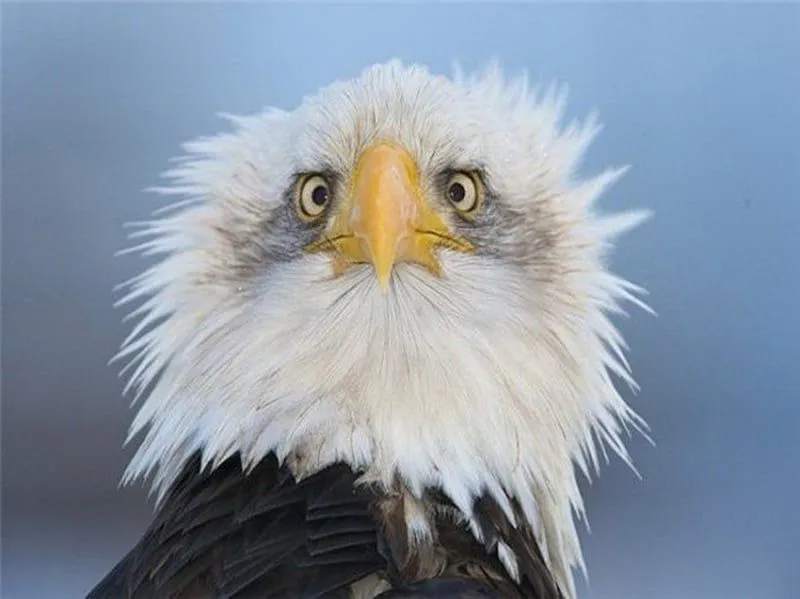 29 Animales Muy Graciosos Que Quedaron Sorprendidos Al Ver Algo ... 29 Animales Muy Graciosos Que Quedaron Sorprendidos Al Ver Algo ...