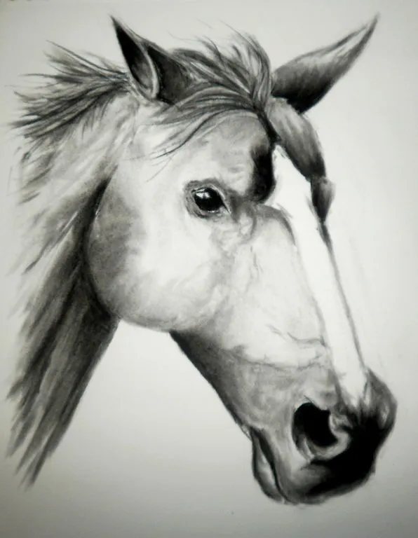 Dibujos en carboncillo de animales - Imagui Dibujos en carboncillo de animales - Imagui