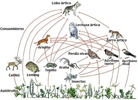 Animales carnívoros y herbívoros | Hectorsaurius Park Animales carnívoros y herbívoros | Hectorsaurius Park