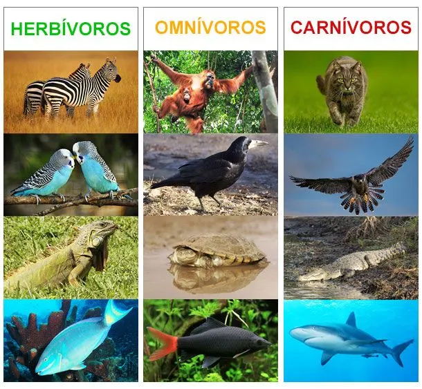 Animales carnívoros, herbívoros y omnívoros - Animales Omnívoros Animales carnívoros, herbívoros y omnívoros - Animales Omnívoros