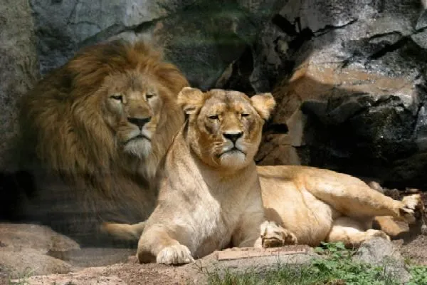 Animales Carnivoros Herbivoros Y Omnivoros Para Imprimir