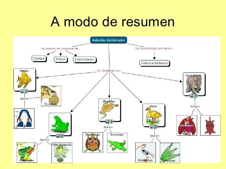 Ejemplos de animales carnivoros herbivoros y omnivoros - Imagui