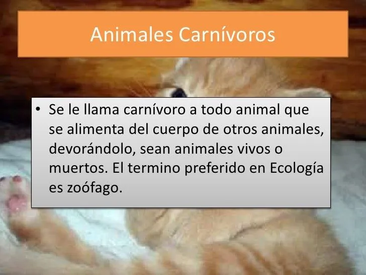 animales-carnvoros-2-728.jpg? ...