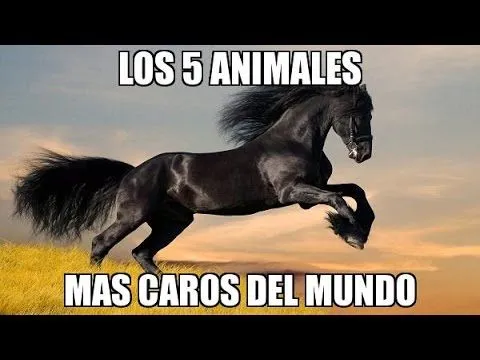 Animales Mas Caros del Mundo - YouTube