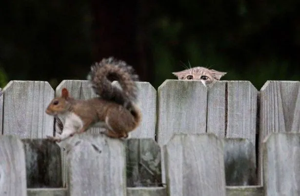 Imagenes de animales chistosas con armas - Imagui