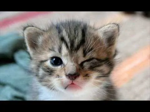 Animales Chistosos - YouTube