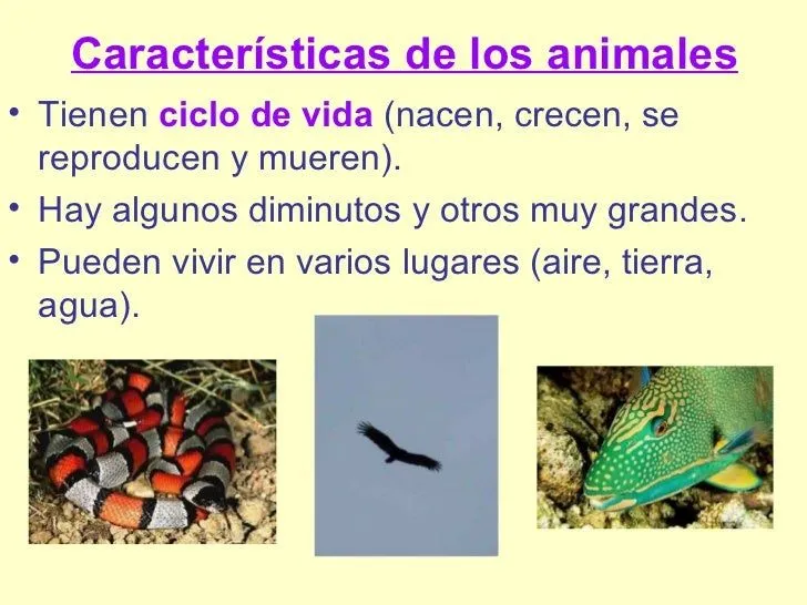 animales-ciclo-3-728.jpg?cb= ...