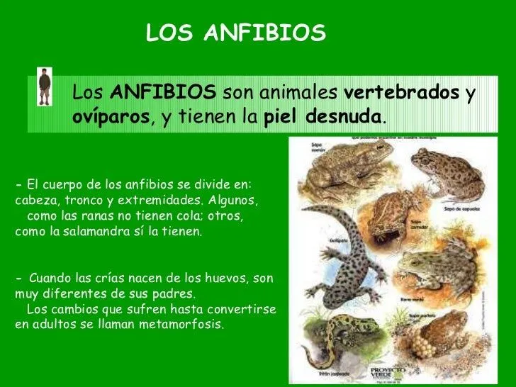 Los animales clasificación según su estructura. Primaria. IE N°1198. …