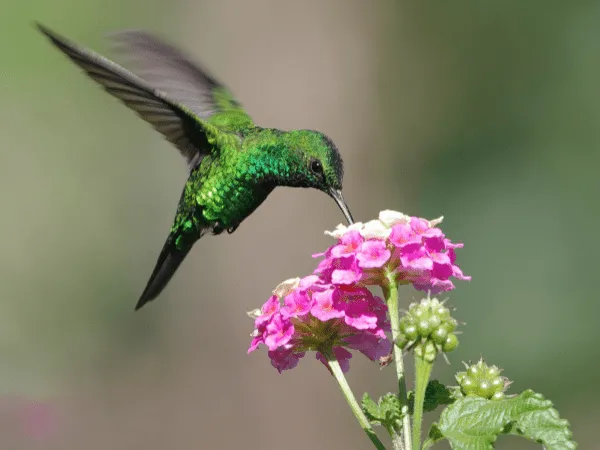 Animales, Colibrí
