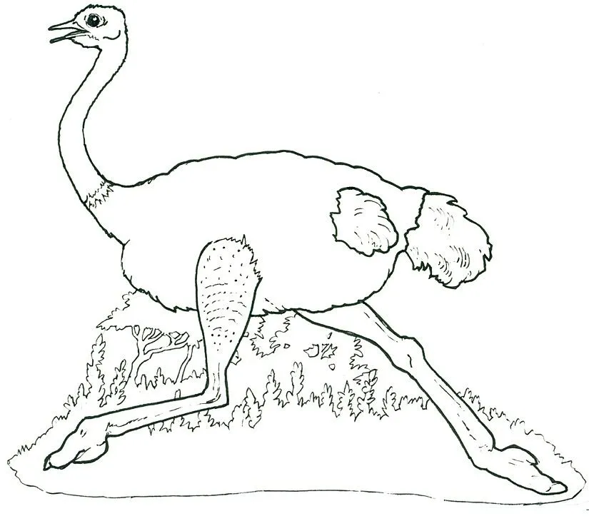 Animales para colorear: Avestruces