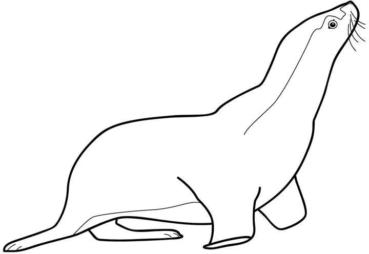 Animales para colorear: Focas y Leones Marinos Animales para colorear: Focas y Leones Marinos