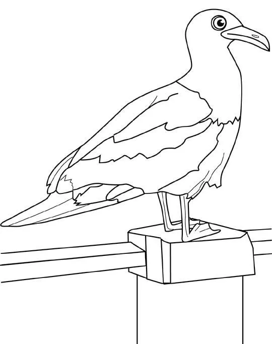 Animales para colorear: Gaviotas