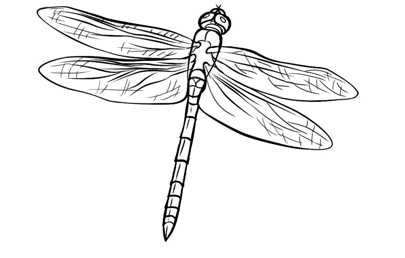 Libélulas para dibujar - Imagui