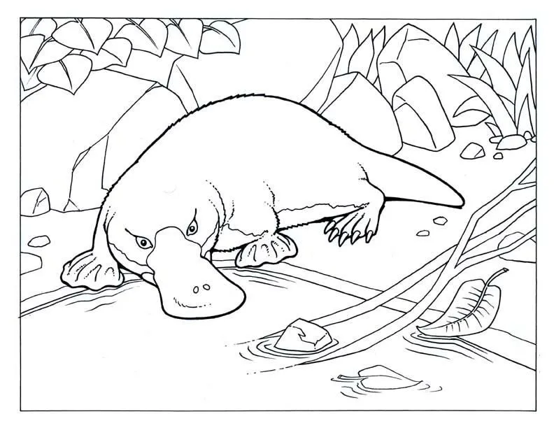 Animales para colorear: Ornitorrincos