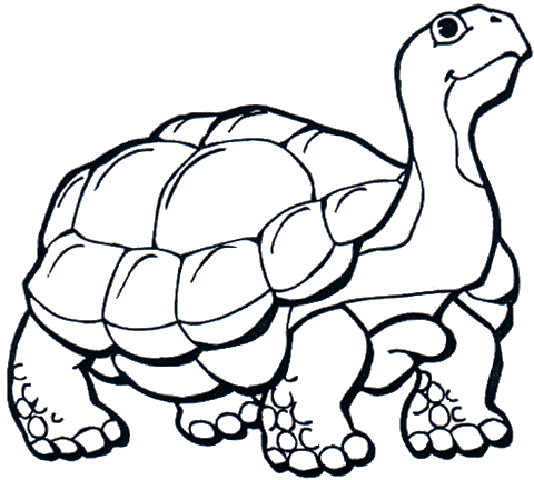 Tortuga galapagos para colorear - Imagui