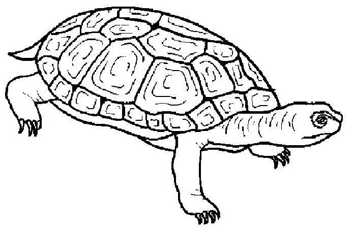 Animales para colorear: Tortugas grandes