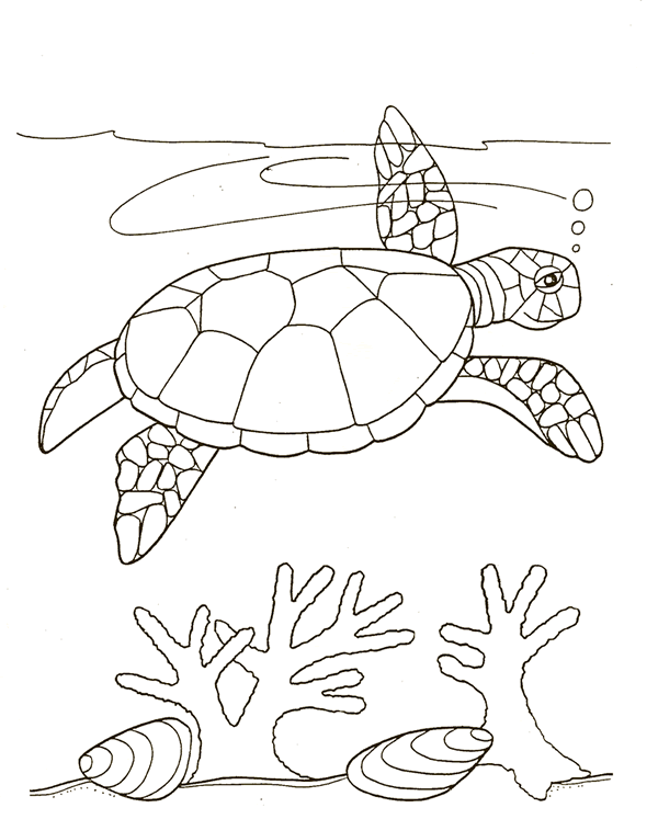 Animales para colorear: Tortugas marinas