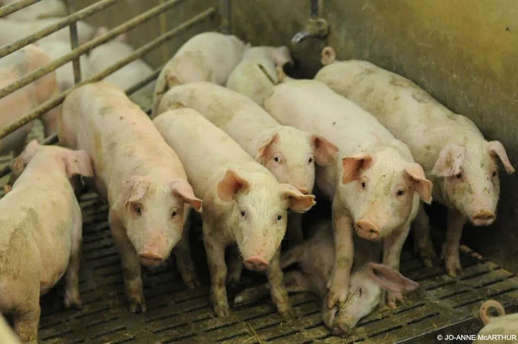 Los animales no son nuestros para usar como comida | Derechos de ... Los animales no son nuestros para usar como comida | Derechos de ...