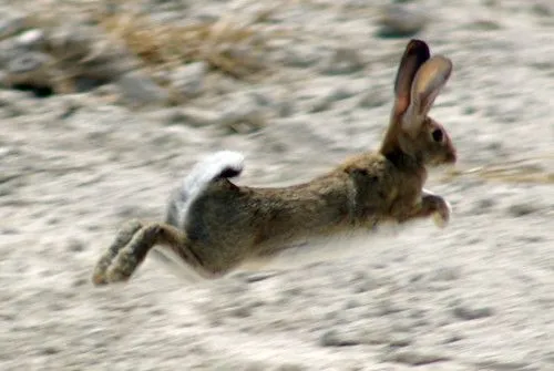 Los animales: CONEJOS Y LIEBRES.
