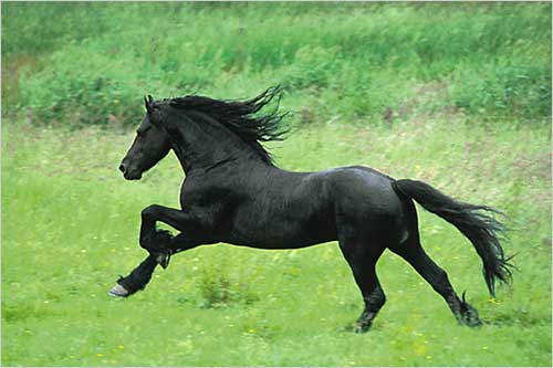 Animales que corren - Imagui
