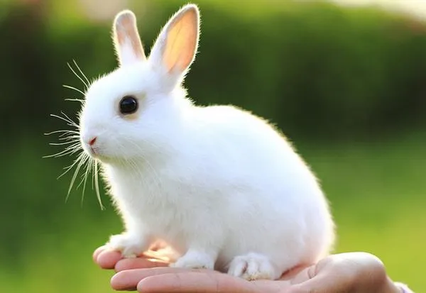 De animales va la cosa(:: Animales Cuquis y Salvajes De animales va la cosa(:: Animales Cuquis y Salvajes