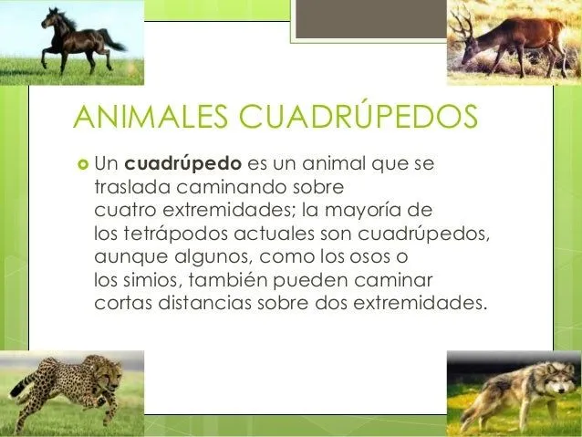 animales-cuadrpedos-y-vpedos-2 ...