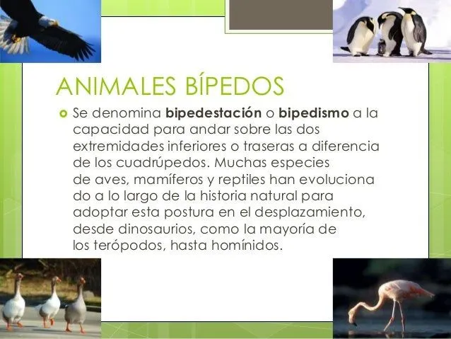 animales-cuadrpedos-y-vpedos-3 ...