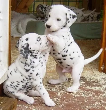 Animales cuquis♥: diciembre 2013
