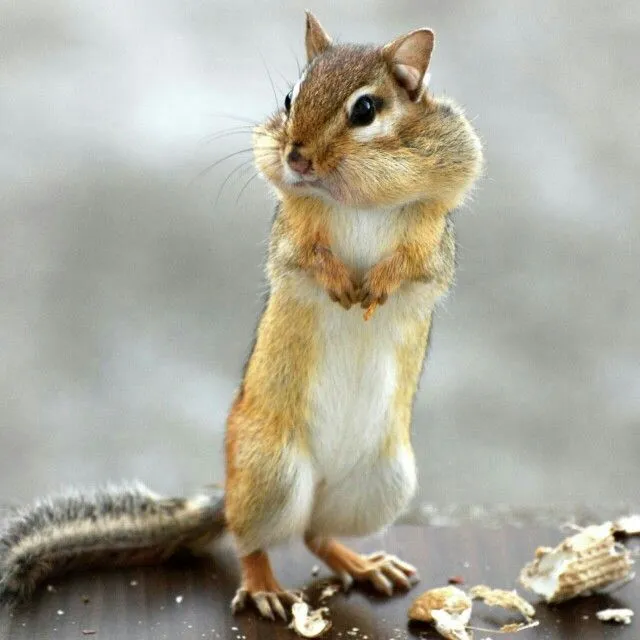 animales cuquis on Pinterest | Kittens, Wolves and Beatrix Potter animales cuquis on Pinterest | Kittens, Wolves and Beatrix Potter
