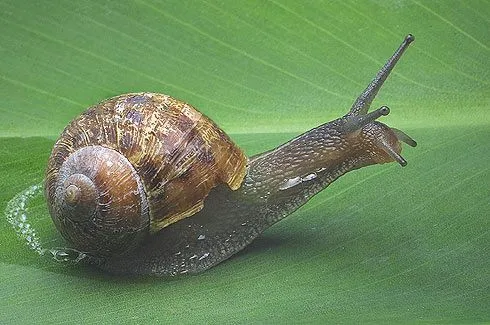 Animales Curativos: El Caracol