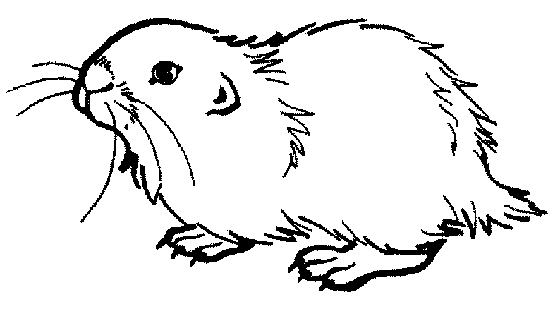 Dibujo cobaya - Imagui