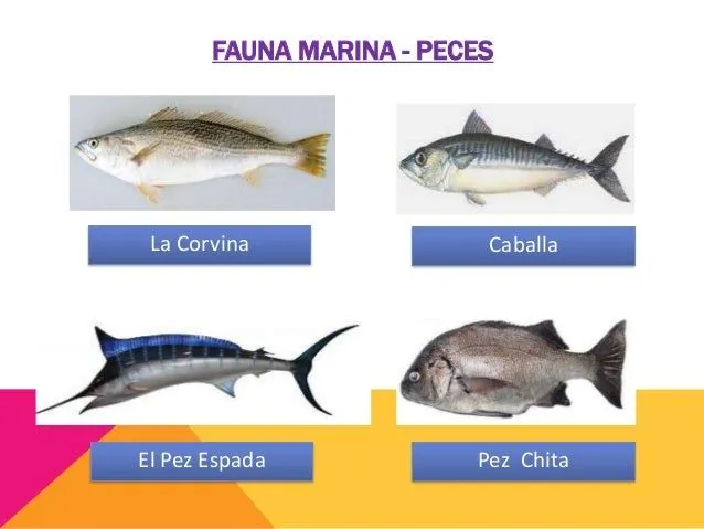 animales-de-la-costa-15-638. ...