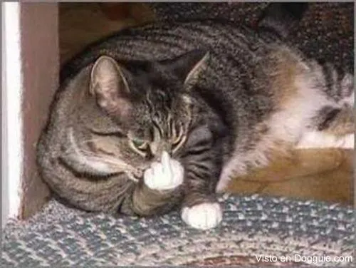 animales-dedo-medio-10.jpg