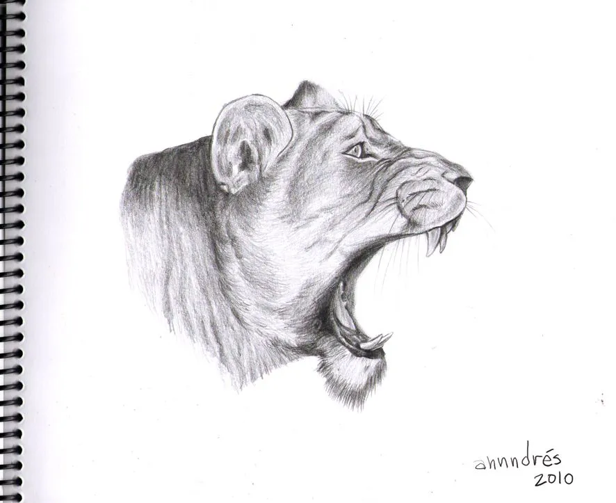 Dibujo realista de leona – Lioness realistic drawing Dibujo realista de leona – Lioness realistic drawing